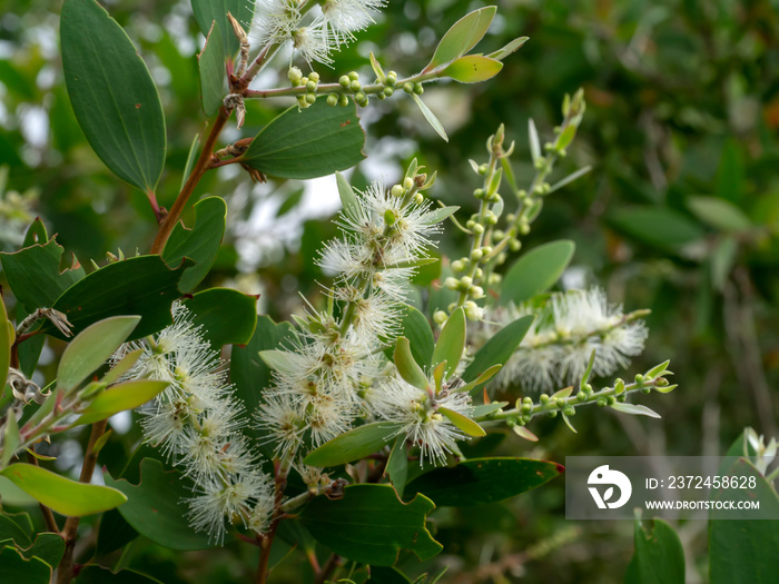 Cajuput tree, Milk wood, Paper bark tree