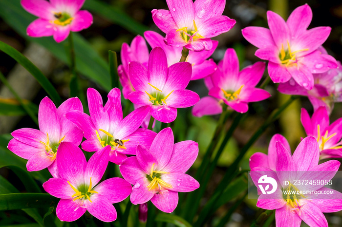 Zephyranthes Lily或Rain Lily或Fairy Lily或Little Witches花朵盛开的特写