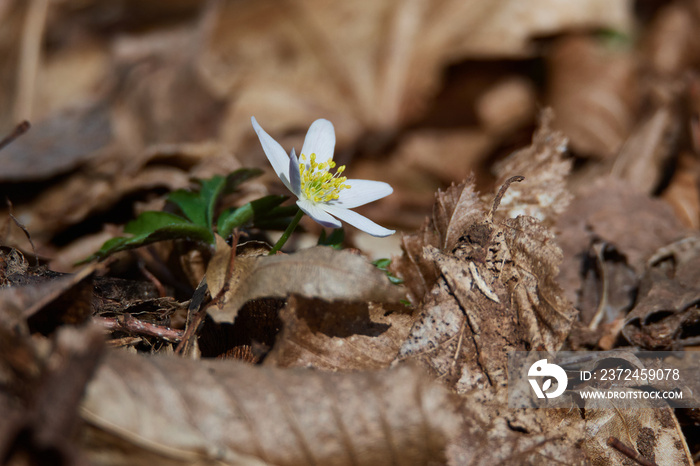 Buschwindröschen im Frühjahr im Wald