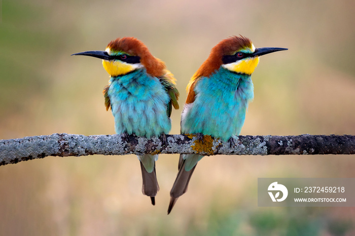 Love on the branch