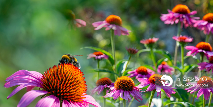 The Echinacea - coneflower close up in the garden