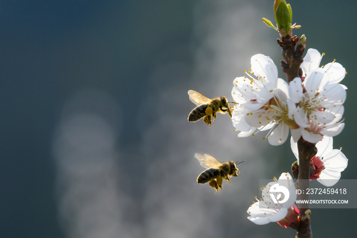 Bienenanflug auf Aprikosenblüten
