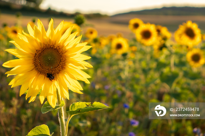 Bee on a sunflower in a flower field on a summer evening in Germany.