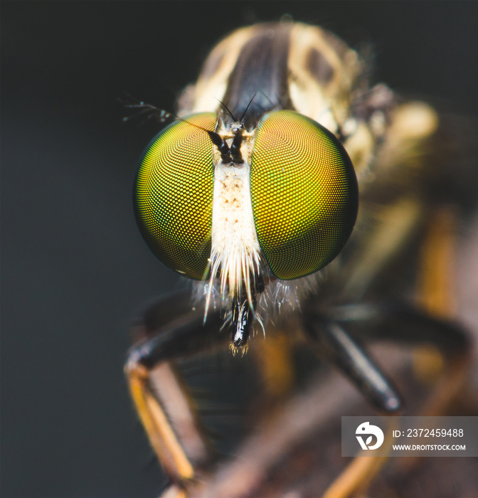 close up supper macro of robber fly on branch in the dark.