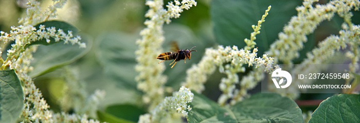 Frelon asiatique en vol - fleur sauvage prédateur abeille - insecte