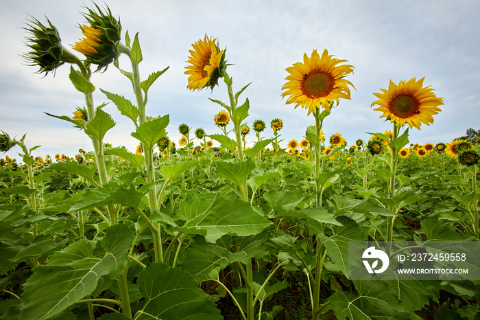 Sunflowers growing very tall in a new field in summer in Minnesota near Minneapolis