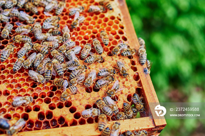 Bienenstöcke eines Imkers bei der Pflege der Bienen mit Waben und Honigbienen