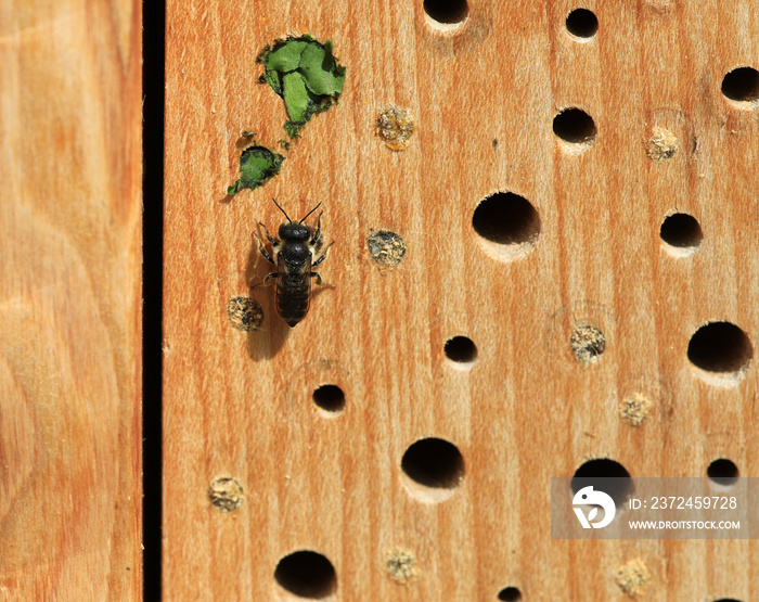 Insektenhotel oder Nisthilfe aus einem Buchenholzblock für Insekten im Garten, die teilweise schon v