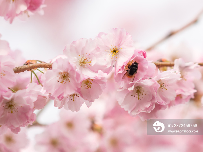 Abeille butinant un cerisier au printemps