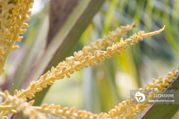 Freshness coconut flowers brunch on coconut tree