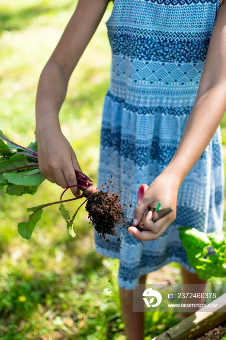 非裔美国小女孩手拿花园里刚拔出的甜菜根茎和叶子