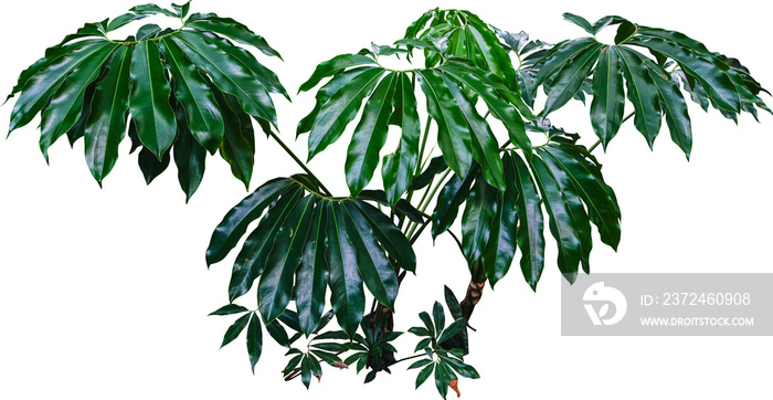 Philodendron Goeldii植物隔离株