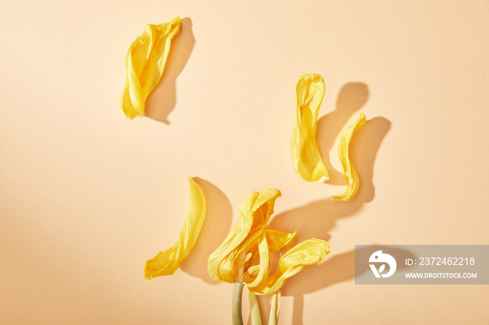 top view of dried yellow tulip petals on beige background