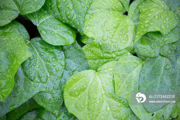 Green Leaves of English Ivy (Hedera Helix) in the rain. San Francisco Bay Area, California, USA.