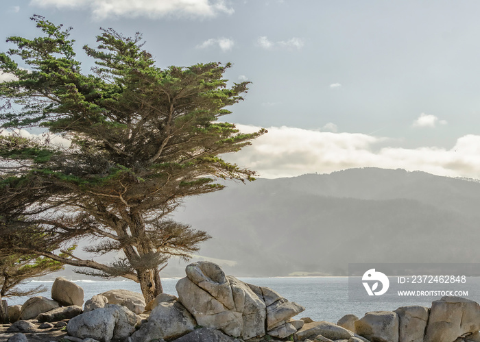 一棵蒙特利柏树（Hesperocyparis macrocarpa）矗立在蒙特雷的加利福尼亚海岸线上