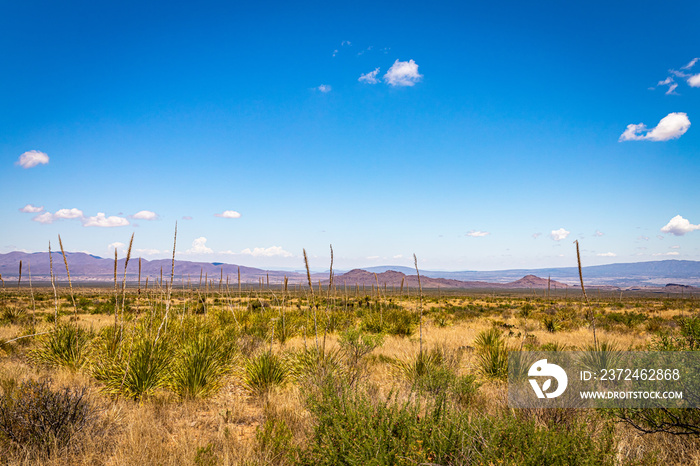 Sotol in the Chihuahuan Desert