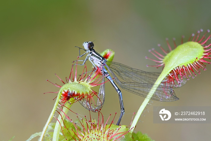 圆叶太阳菊（Drosera rotundifolia）和北极蓝（Coenagrion johanssoni）作为猎物