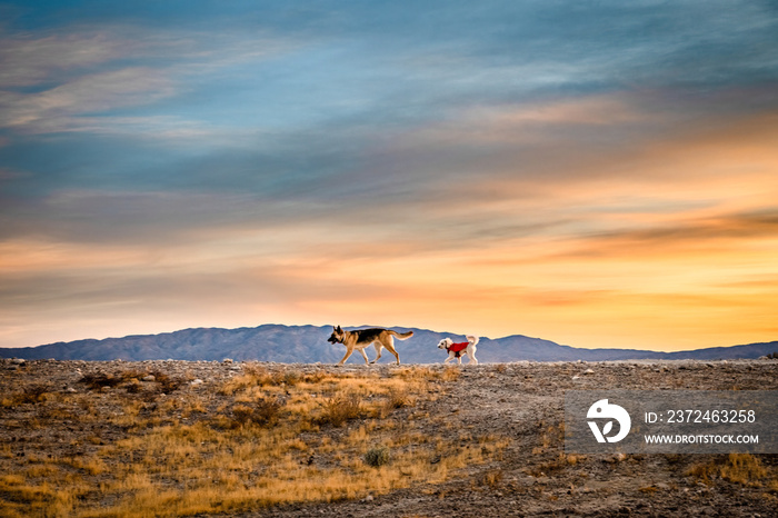 Dogs hike on the horizon at sunrise