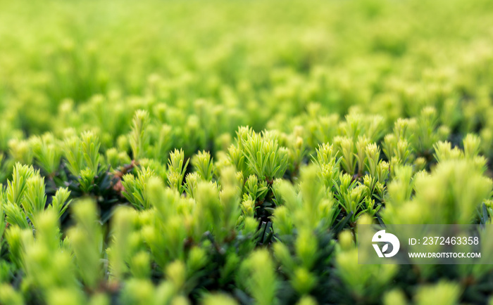 Taxus baccata bush in the garden. Selective focus. Green Yaw tree