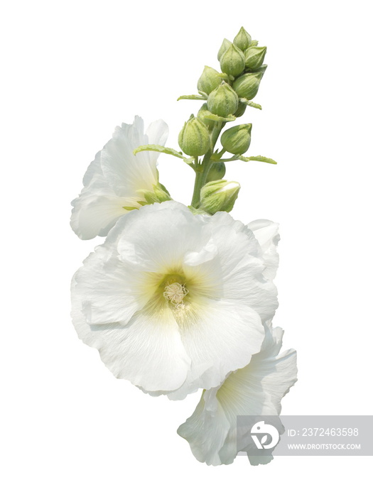 白色花朵，（马什锦葵，厚朴）分离的白色背景。