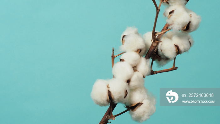 Cotton branch. Real delicate soft and gentle natural white cotton balls flower branches on light gre