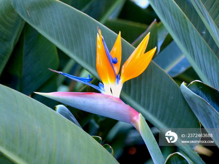 Strelitzia Reginae（天堂鸟花）的特写。