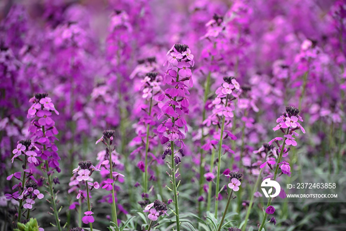 Erysimum，壁花，卷心菜科的一个开花植物属。概念我的花园