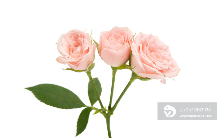 small roses isolated