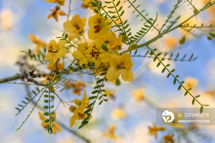 Yellow flowers blooming on a palo Verde tree in Arizona desert