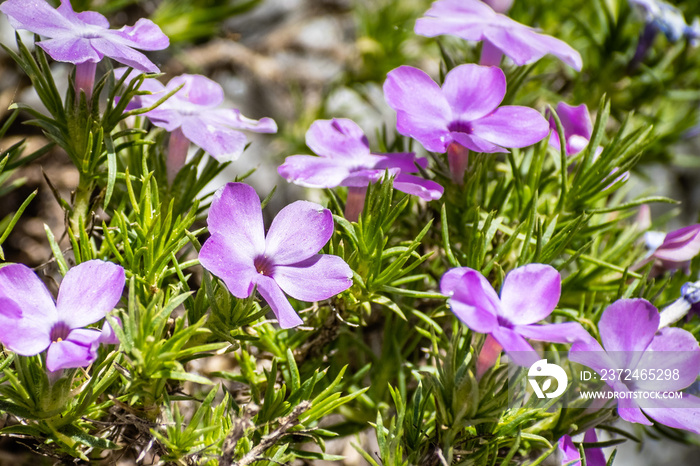 Spreading Phlox (Phlox diffusa) blooming at high altitude on Sentinel Dome trail in Yosemite Nationa