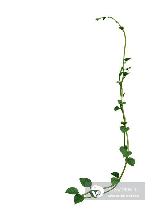 心形绿色多肉叶藤蔓植物Malabar菠菜或攀缘植物的自然框架布局