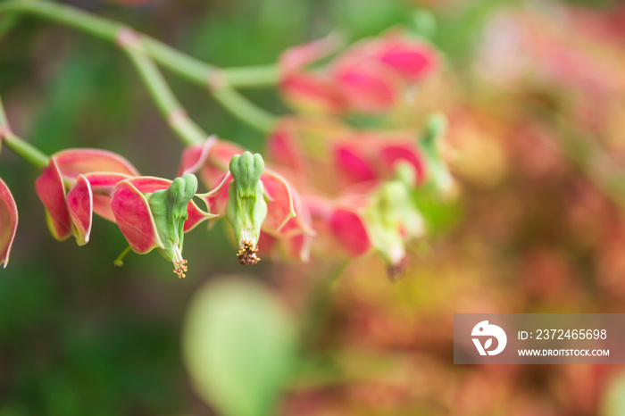 Candelilla, Tall slipper plant or Slipper spurge bloom with sunlight in the garden.