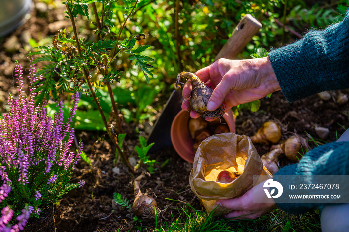 A woman plants flower bulbs in the garden.