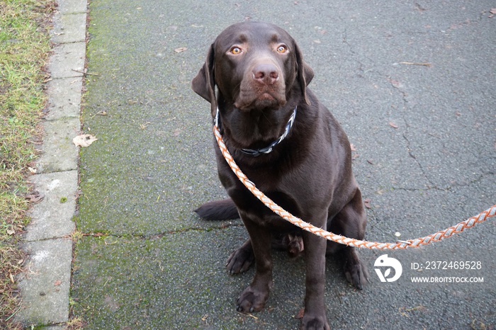 Großer brauner Mischlingshund an Leine sitzt auf Feldweg bei Regen im Winter