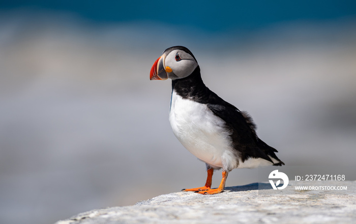 Atlantic puffin off the coast of Maine