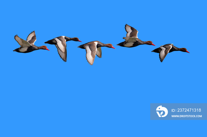 Flying ducks. Blue sky background. Duck: Red crested Pochard. Netta rufina.