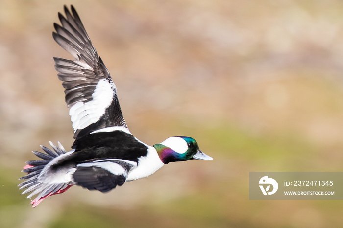 A Drake Bufflehead Banking in Preparation for Landing