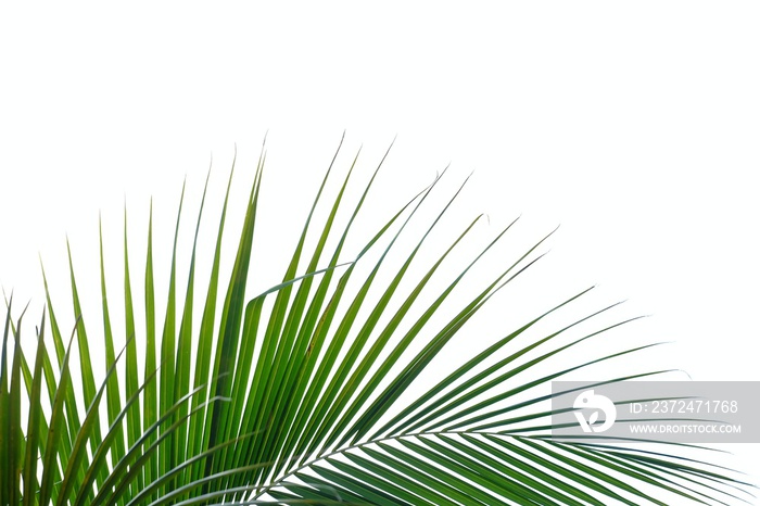 Coconut leaves on white isolated background for green foliage backdrop