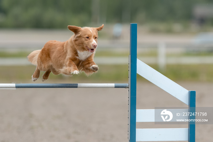 新斯科舍省鸭子斗牛犬在敏捷性比赛中跳过敏捷性障碍