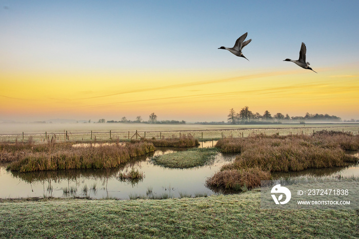 一个霜冻的早晨，湿地上空的一对平尾鸭