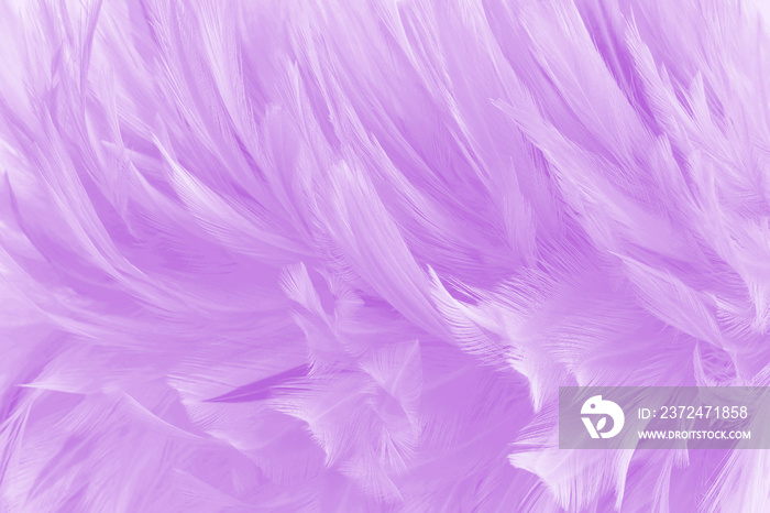 Beautiful light purple bird feathers pattern texture background.