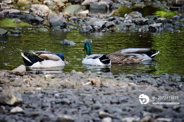 Group of ducks (mallards and drakes) swim and fish in the Mississippi River in Minnesota during summ