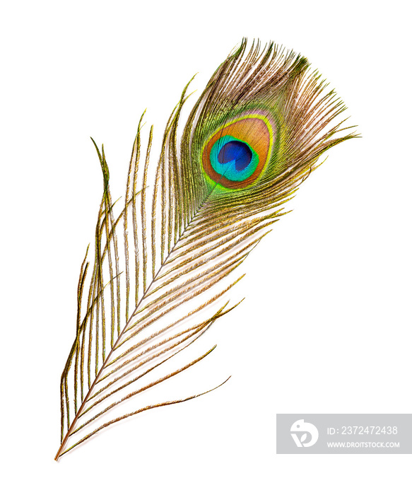 colorful feathered tail of a male peacock on white background