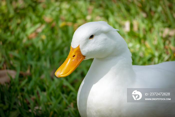 佛罗里达州阳光明媚的一天，一只白皮鸭睁着眼睛坐在草地上的特写肖像。