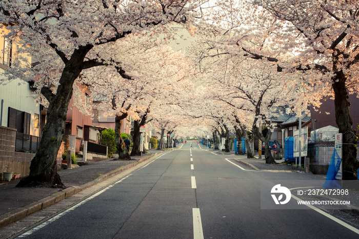 北九州市小倉南区　安部山公園の桜並木