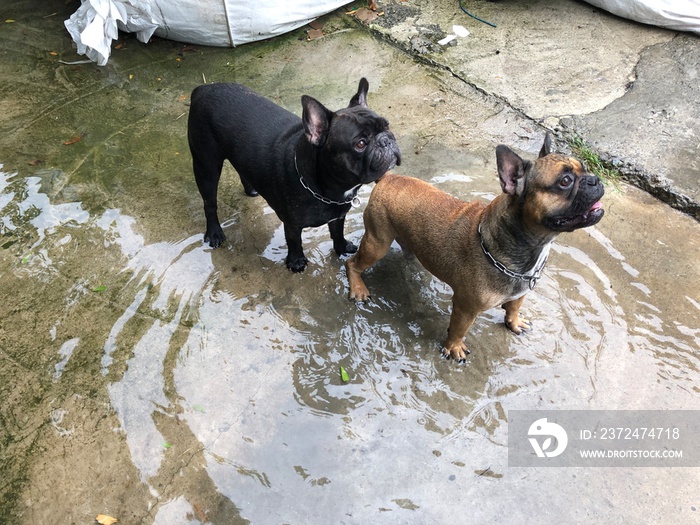 法国斗牛犬待在肮脏的洪水中，大雨过后，小心钩端螺旋体病