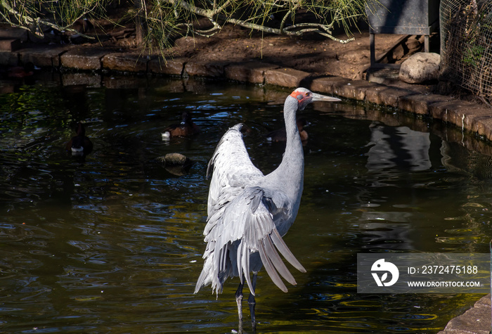 澳大利亚悉尼Brolga（antigone rubicunda）