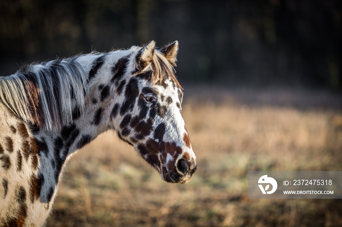 Beautiful young appaloosa horse portrait in the fields