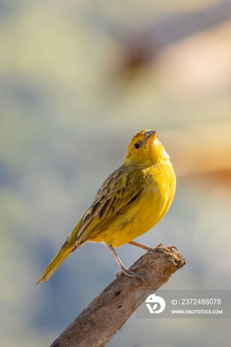 Saffron finch (Sicalis flaveola), yellow bird with blurred background.  canário-da-terra  in portugu