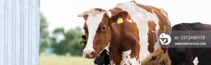 horizontal concept of brown and white cow with tag in ear on dairy farm